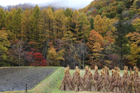 ひるがの高原 宿泊 - 自然と文化の交差点での一夜